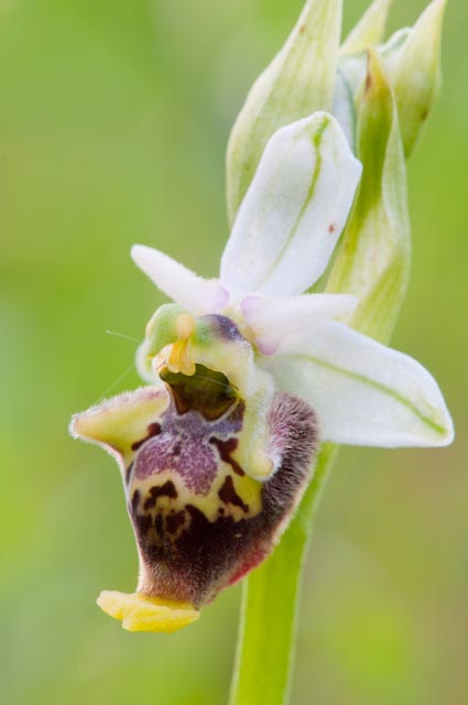 Ophrys fuciflora